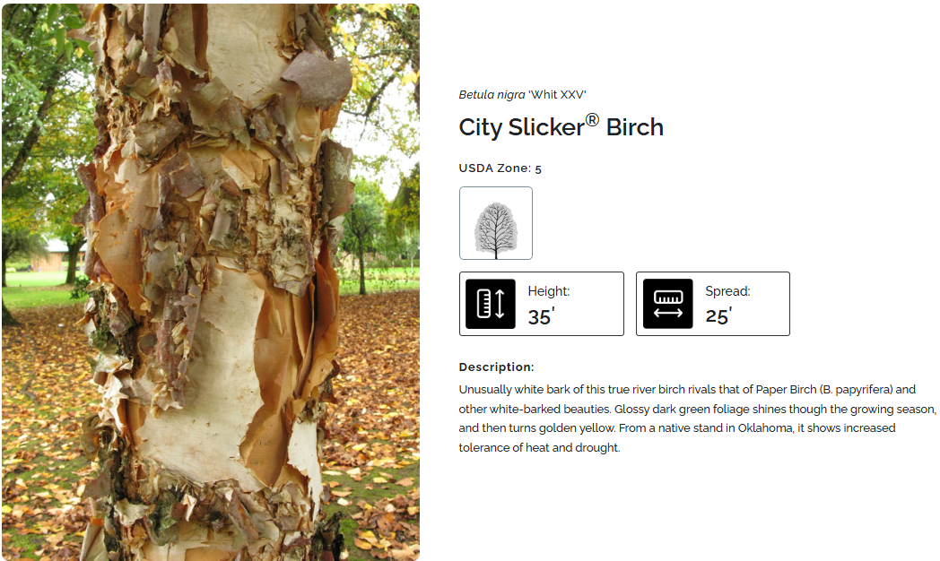 city slicker river birch